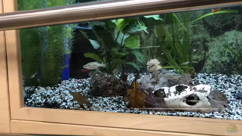 Blog: Bau eines Aquarien-Kellers, Teil ELF, Winter 2019/2020 Teil eins (5449)