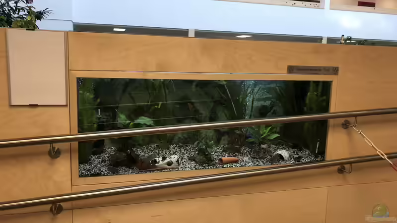 Blog: Bau eines Aquarien-Kellers, Teil ELF, Winter 2019/2020 Teil eins (5449)