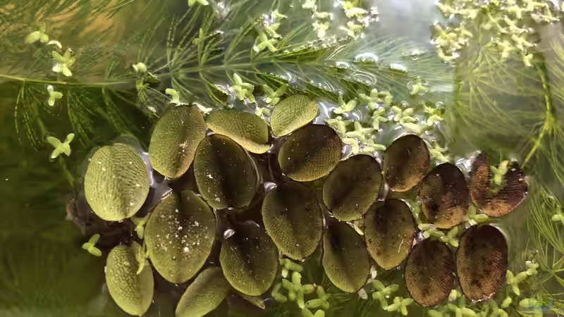 Blog: Bau eines Aquarien-Kellers, Teil ZEHN, Herbst 2019 (5443)