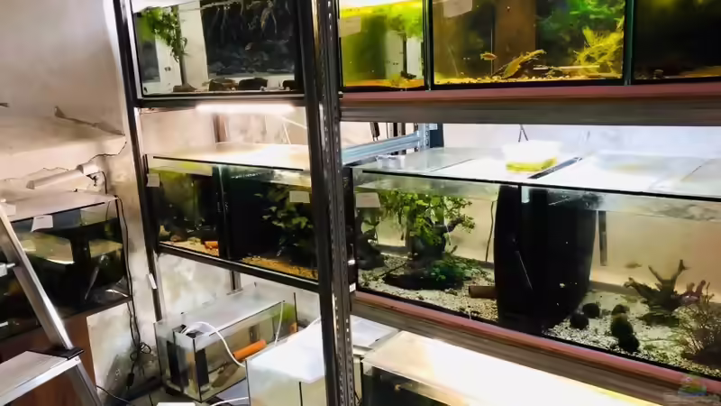 Blog: Bau eines Aquarien-Kellers, Teil ZEHN, Herbst 2019 (5443)