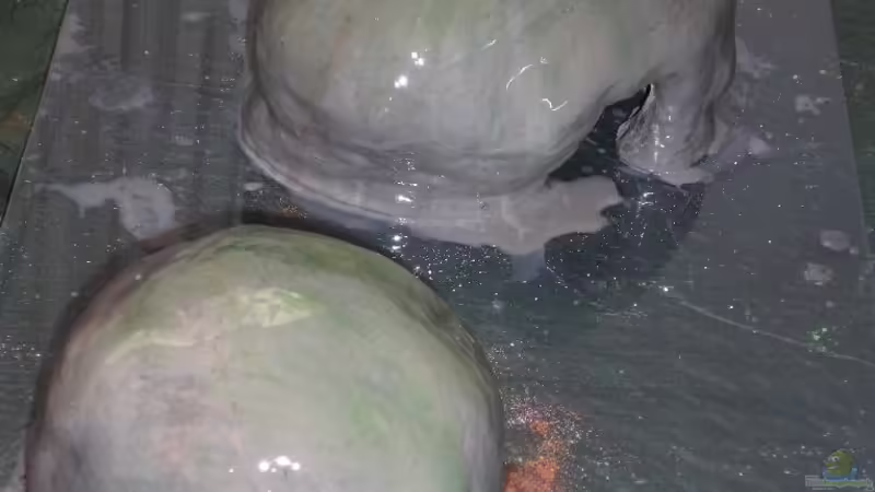 Blog: Bau Rückwand und Steine (4205)