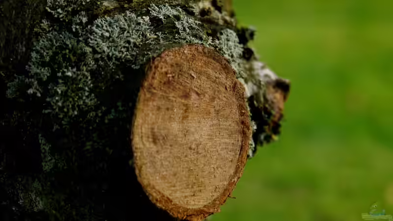 Blog: Baumschnitt: Was ist zu beachten? (6509)