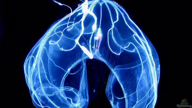 Blog: Begriffe erklärt: Biolumineszenz (Biolumineszenz - Bioluminescentia) (7888)