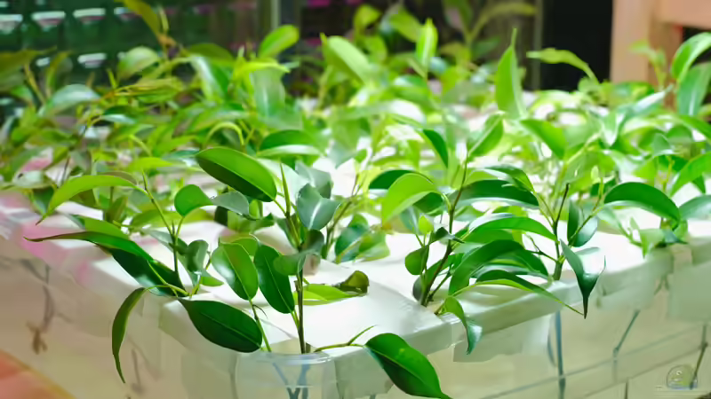 Blog: Begriffe erklärt: Vegetative und generative Vermehrung (7868)