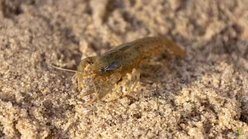 Blog: Begriffe erklärt: Was sind Makrozoobenthos? (6669)