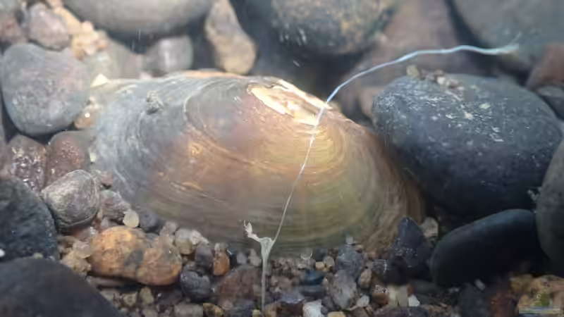 Blog: Begriffe erklärt: Was sind Makrozoobenthos? (6669)