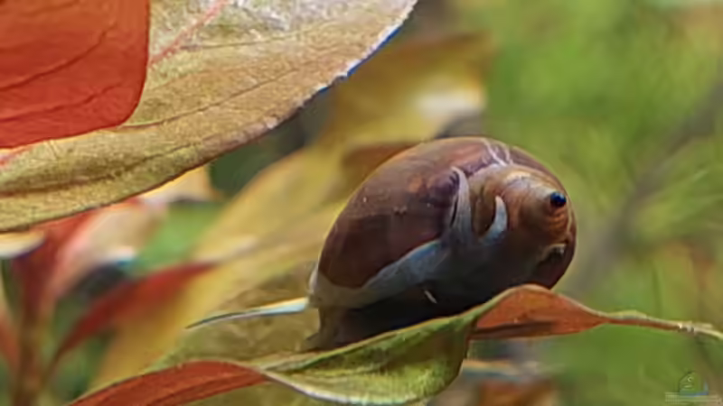 Blog: Begriffe erklärt: Was sind Mollusken? (6680)