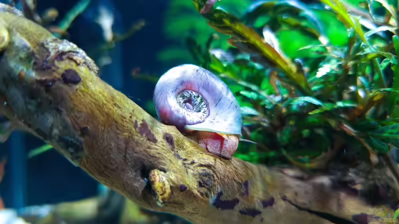 Blog: Begriffe erklärt: Was sind Mollusken? (6680)