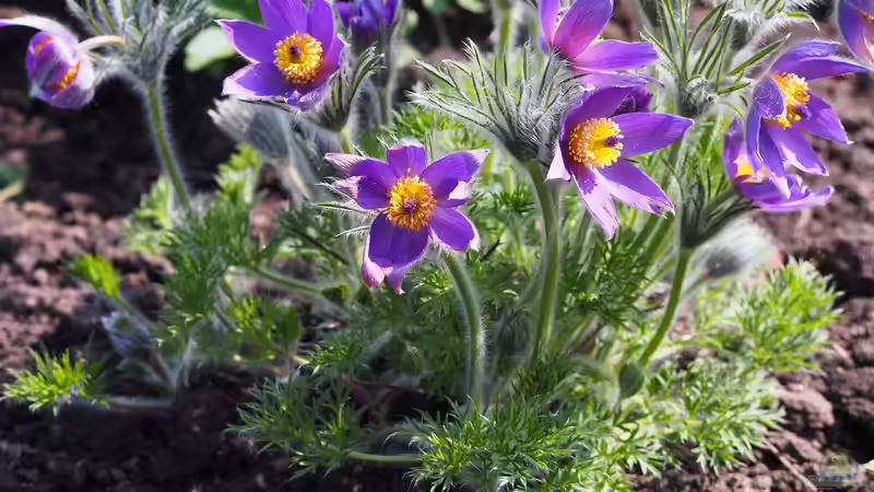Blog: Beitrag zur Biodiversität: Das musst du über ein insektenfreundliches Staudenbeet wissen (6952)