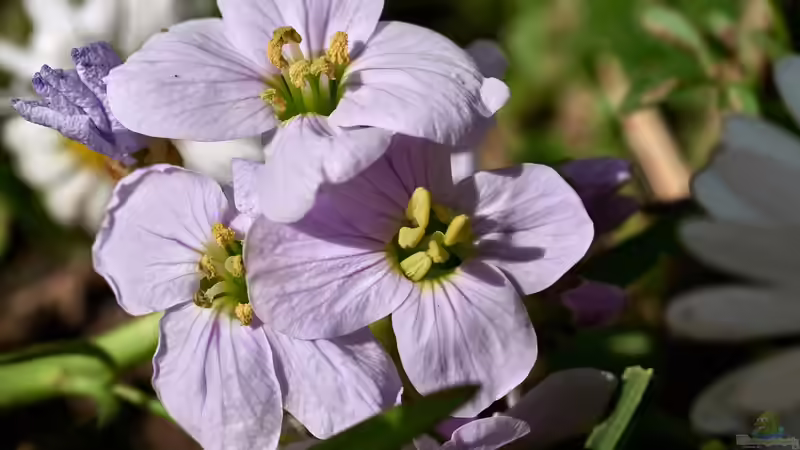Blog: Beitrag zur Biodiversität: Das musst du über ein insektenfreundliches Staudenbeet wissen (6952)