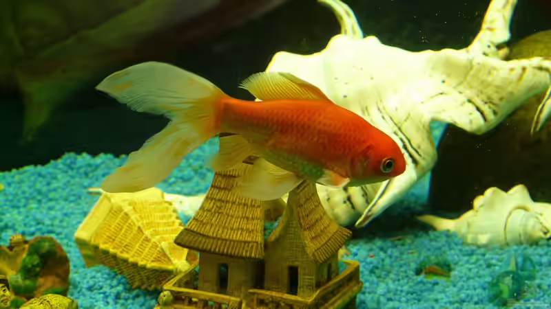 Blog: Beliebtester Aquariumfisch in Deutschland: Alles, was Sie wissen müssen (7534)