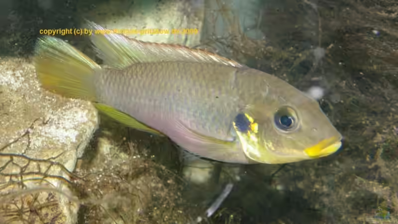 Blog: Benitochromis - ein Maulbrüter aus Westafrika (2017)