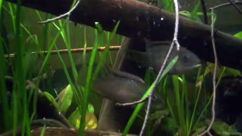 Blog: Benitochromis - ein Maulbrüter aus Westafrika (2017)