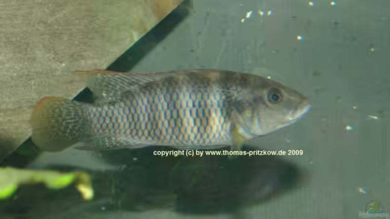 Blog: Benitochromis - ein Maulbrüter aus Westafrika (2017)