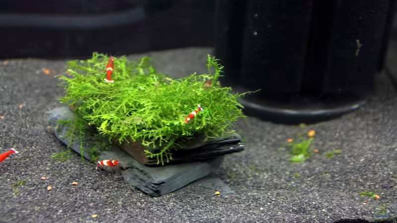 Blog: Bericht und Bilder vom Aquaristikevent für das Programm am 16.04.2011 in Berlin (4156)