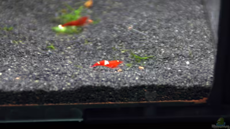Blog: Bericht und Bilder vom Aquaristikevent für das Programm am 16.04.2011 in Berlin (4156)