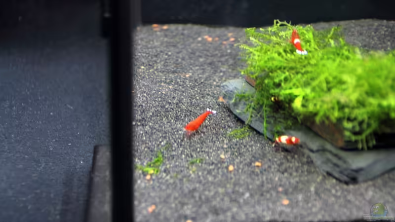 Blog: Bericht und Bilder vom Aquaristikevent für das Programm am 16.04.2011 in Berlin (4156)