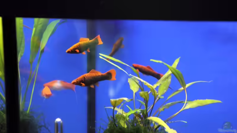 Blog: Bericht und Bilder vom Aquaristikevent für das Programm am 16.04.2011 in Berlin (4156)