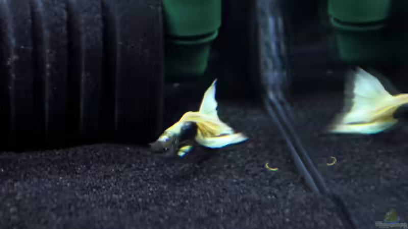 Blog: Bericht und Bilder vom Aquaristikevent für das Programm am 16.04.2011 in Berlin (4156)