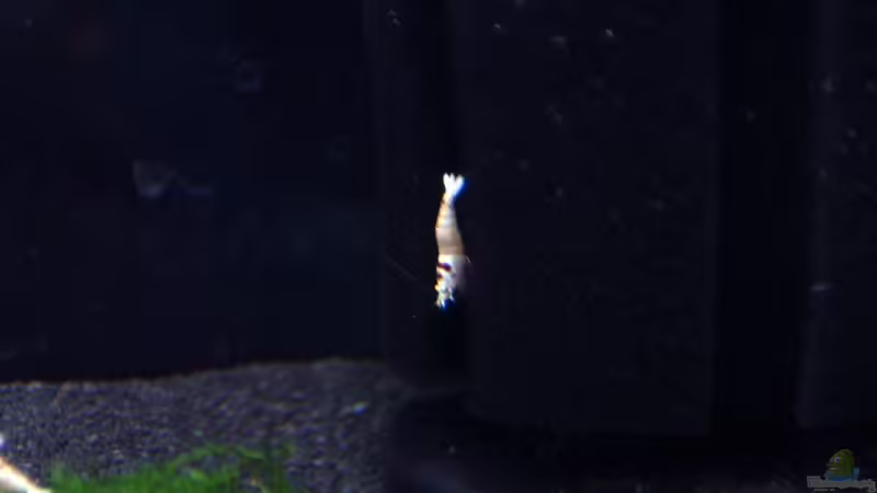 Blog: Bericht und Bilder vom Aquaristikevent für das Programm am 16.04.2011 in Berlin (4156)