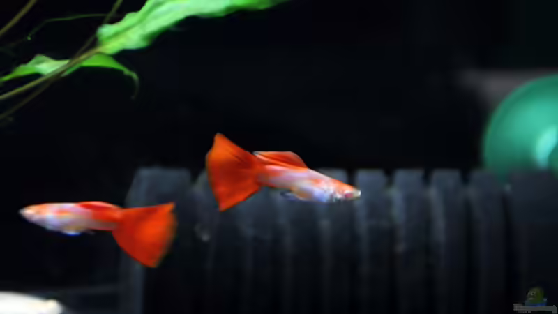Blog: Bericht und Bilder vom Aquaristikevent für das Programm am 16.04.2011 in Berlin (4156)