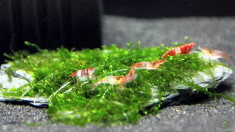 Blog: Bericht und Bilder vom Aquaristikevent für das Programm am 16.04.2011 in Berlin (4156)