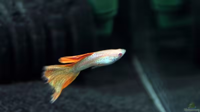 Blog: Bericht und Bilder vom Aquaristikevent für das Programm am 16.04.2011 in Berlin (4156)