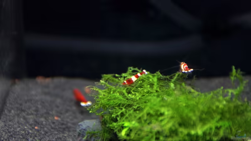Blog: Bericht und Bilder vom Aquaristikevent für das Programm am 16.04.2011 in Berlin (4156)
