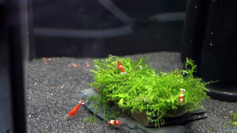 Blog: Bericht und Bilder vom Aquaristikevent für das Programm am 16.04.2011 in Berlin (4156)