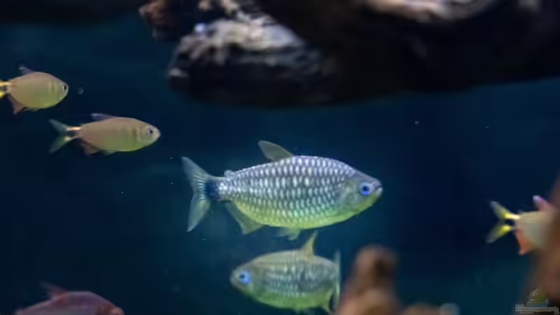 Blog: Besatzplanung für ein südamerikanisches Salmleraquarium (7628)