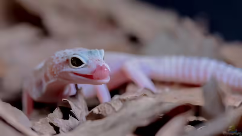 Blog: Beschäftigungsmöglichkeiten für Geckos im Terrarium (8038)