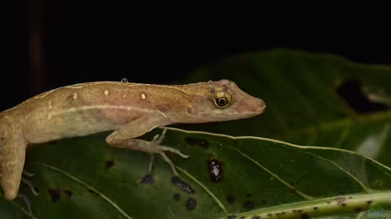 Blog: Beschäftigungsmöglichkeiten für Geckos im Terrarium (8038)