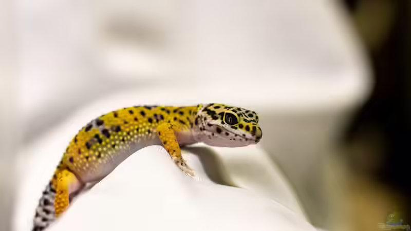 Blog: Beschäftigungsmöglichkeiten für Geckos im Terrarium (8038)