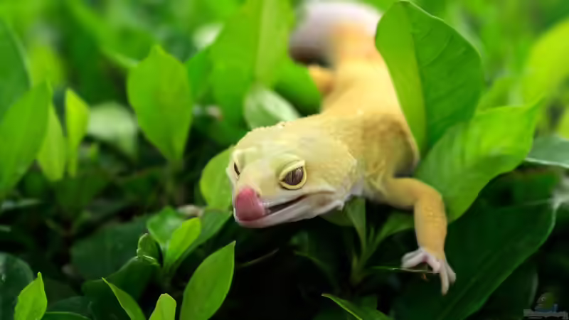 Blog: Beschäftigungsmöglichkeiten für Geckos im Terrarium (8038)