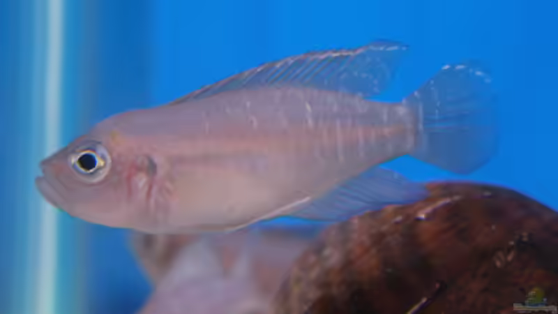 Blog: Besser im Art-Aquarium? Schneckenbuntbarsche aus dem Tanganjikasee (7128)