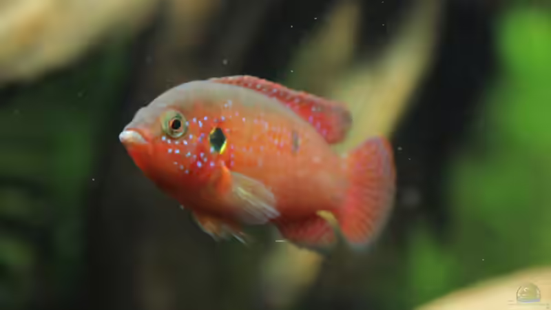 Blog: Besuch des Aquariums im Kölner Zoo (3473)