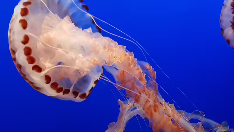 Blog: Besuch des Monterey Bay Aquariums in Kalifornien (5515)