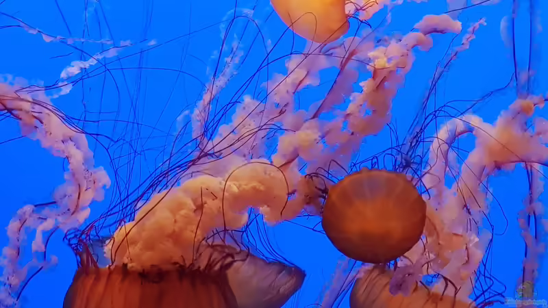 Blog: Besuch des Monterey Bay Aquariums in Kalifornien (5515)