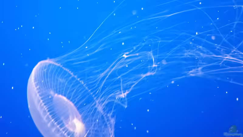 Blog: Besuch des Monterey Bay Aquariums in Kalifornien (5515)