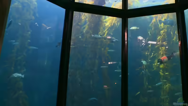 Blog: Besuch des Monterey Bay Aquariums in Kalifornien (5515)