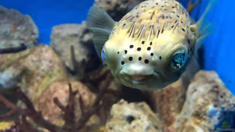 Blog: Besuch im Manila Ocean Park auf den Philippinen (5273)