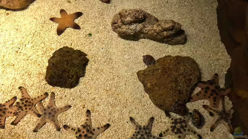 Blog: Besuch im Manila Ocean Park auf den Philippinen (5273)