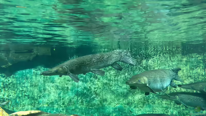 Blog: Besuch im Manila Ocean Park auf den Philippinen (5273)