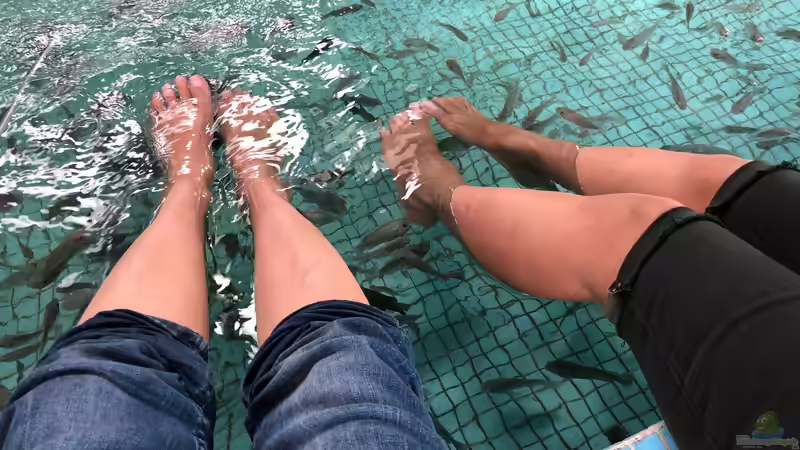 Blog: Besuch im Manila Ocean Park auf den Philippinen (5273)