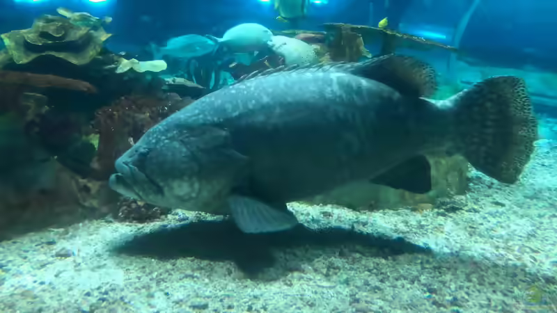 Blog: Besuch im Manila Ocean Park auf den Philippinen (5273)