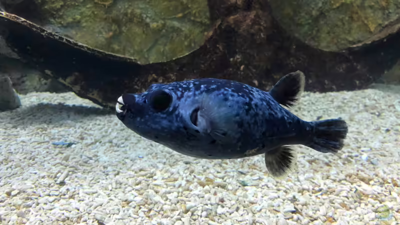 Blog: Besuch im Manila Ocean Park auf den Philippinen (5273)
