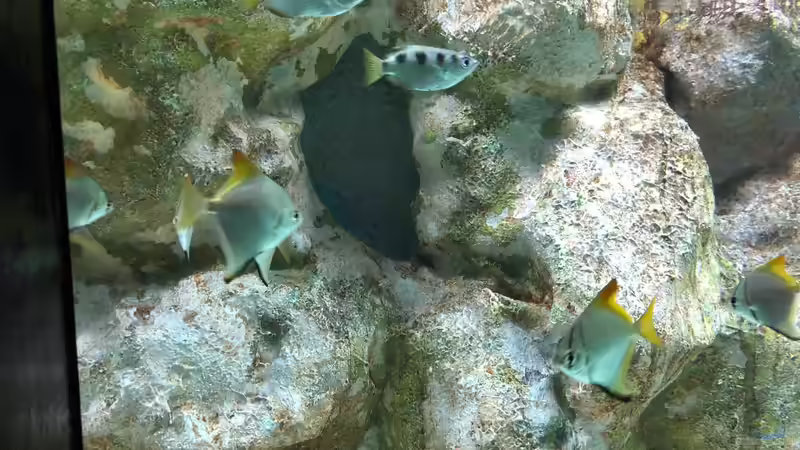 Blog: Besuch im Manila Ocean Park auf den Philippinen (5273)