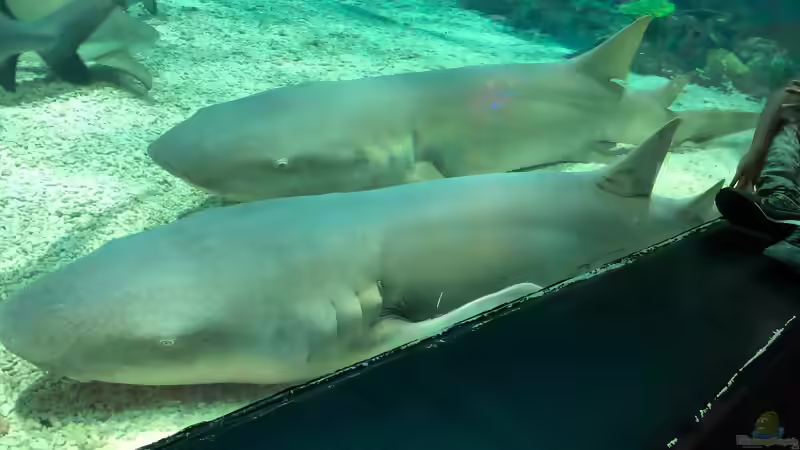 Blog: Besuch im Manila Ocean Park auf den Philippinen (5273)