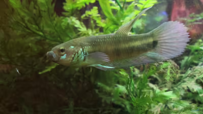 Blog: Betta Ocellatus-der unbekannte Riese aus Malaysia und Indonesien (5092)