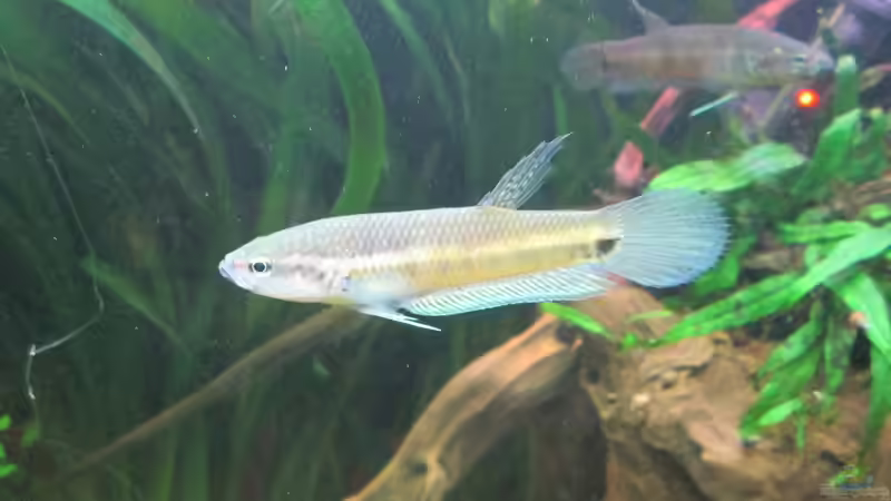 Blog: Betta Ocellatus-der unbekannte Riese aus Malaysia und Indonesien (5092)